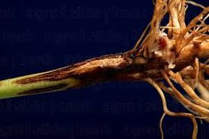 uploads/images/disease/Damping off   in  marigold.jpg